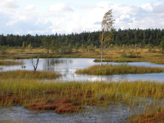 Lacs de tourbière