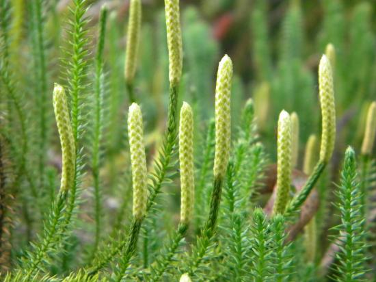 Floraison d'une mousse typique des tourbières