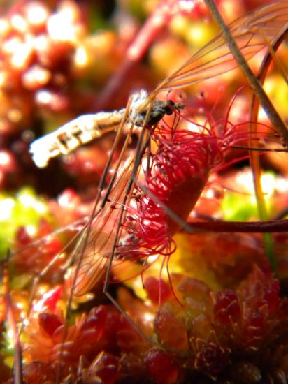 Droséra plante carnivore des tourbières en cours de repas