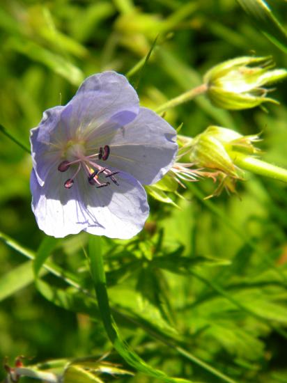 Les campanules (genre Campanula du latin petite cloche)