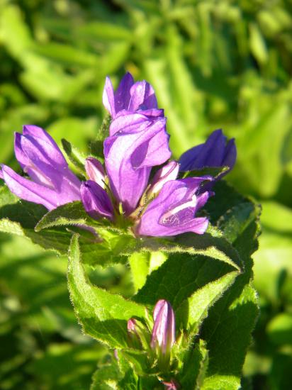 Les campanules (genre Campanula du latin petite cloche)