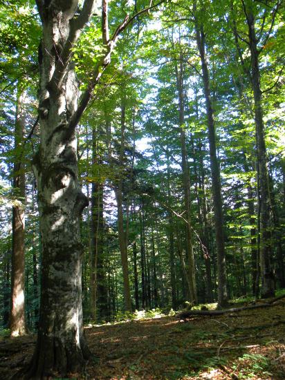 Milieu à ours