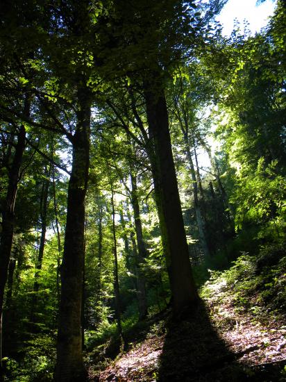 Milieu à ours, une hêtraie