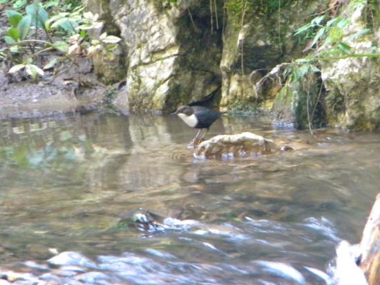 Cincle plongeur (Cinclus cinclus)