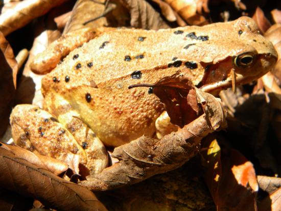  Grenouille rousse (Rana temporaria) 