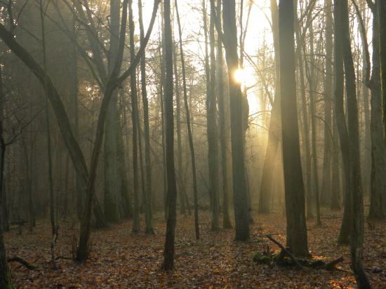 Ambiance forestière