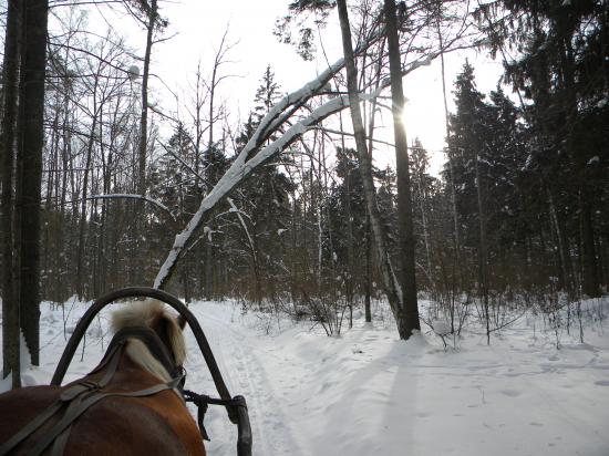 Balade en traineau