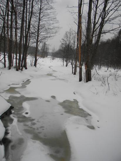 Rivière dans la grande sylve, Bialowieza