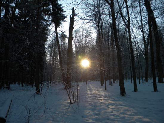 Aux aurores, Bialowieza