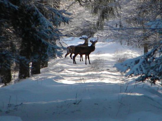 Deux cerfs élaphes (Cervus elaphus), Bialowieza