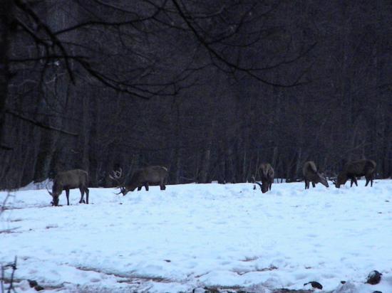 Harde cerfs élaphes (Cervus elaphus), Bialowieza