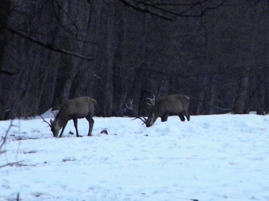 Harde cerfs élaphes (Cervus elaphus), Bialowieza