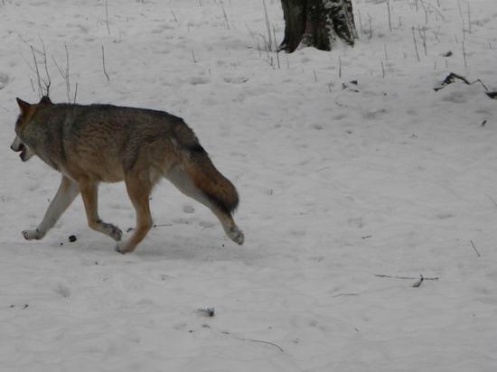 Loup gris (Canis lupus), mars 2010 Bialowieza