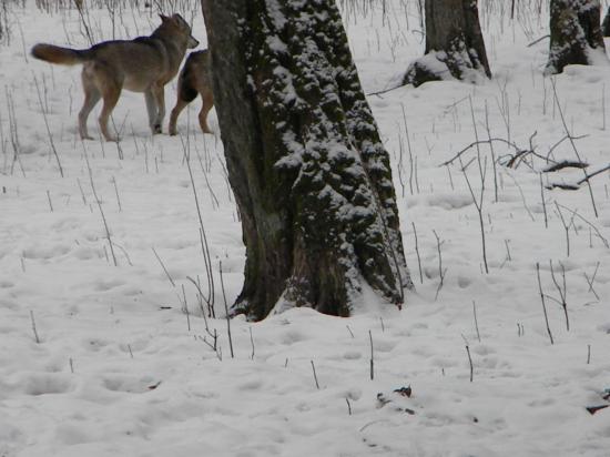 Loups gris (Canis lupus), mars 2010 Bialowieza