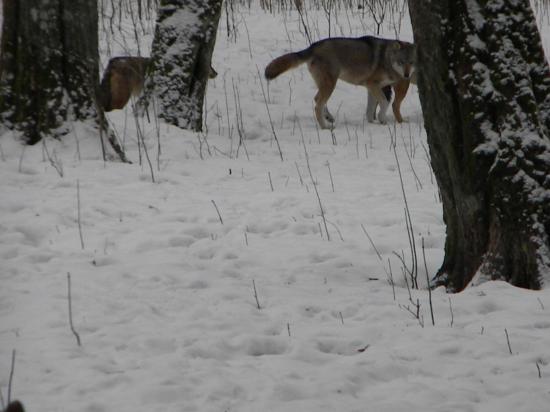 Loups gris (Canis lupus), mars 2010 Bialowieza