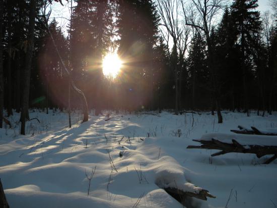 Le calme après la tempête, Bialowieza