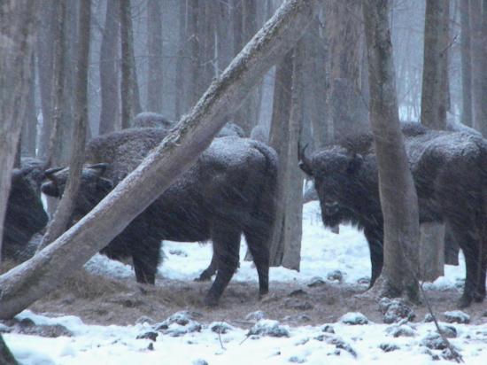 Bison d'Europe (Bison bonasus) en mars 2010, Bialowieza