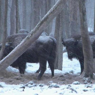 LA FORÊT DE BIALOWIEZA EN HIVER, POLOGNE