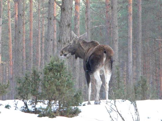 Femelle élan  (Alces alces) se nourrissant de génévrier mars 2010