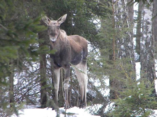 Mâle élan (Alces alces) après la mue