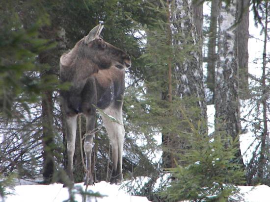 Mâle élan (Alces alces) après la mue