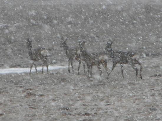 Chevreuils (Capreolus capreolus) sous la neige mars 2010