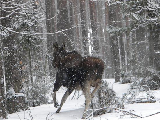 Valse dans la poudreuse, élan  (Alces alces)