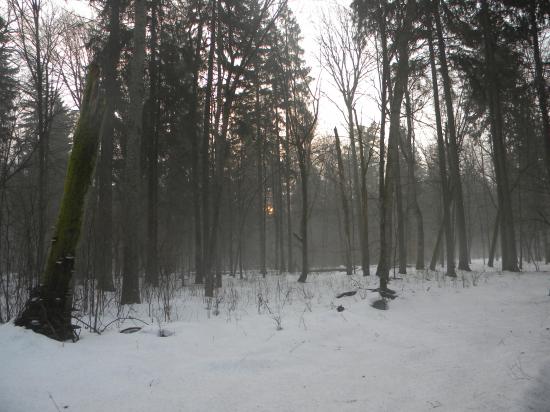 Paysage forestier, Bialowieza