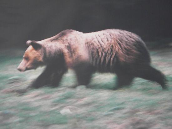 Ours brun (Ursus arctos) femelle, affût de Ceausescu