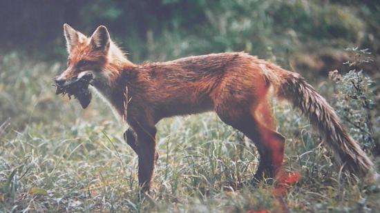 Renard (Vulpes vupes) avec proies