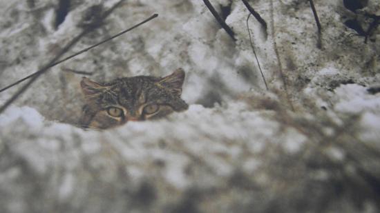 Le chat forestier ou chat sauvage (Felis silvestris)