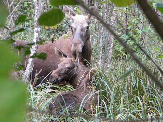 Femelle élan (Alces alces) et son jeune dans une aulnaie