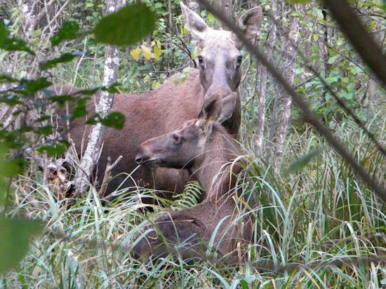 Femelle élan (Alces alces) et son jeune dans une aulnaie