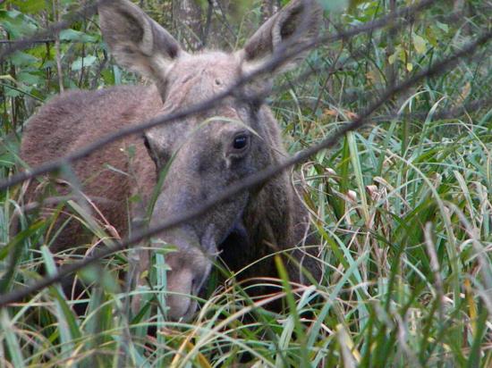 Approche à l'élan (Alces alces)