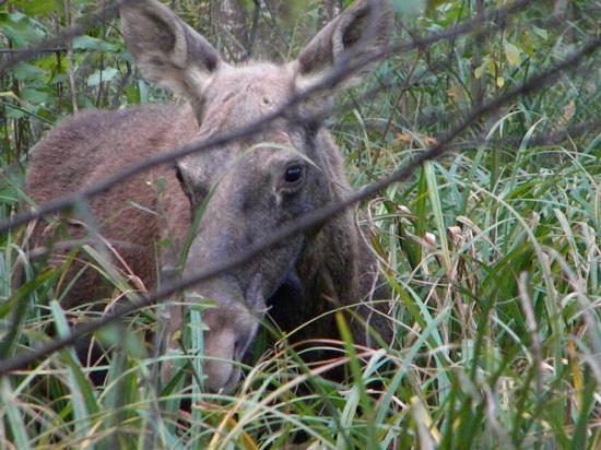 Approche à l'élan (Alces alces)