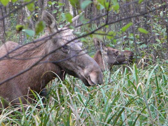 Femelle élan (Alces alces) et son jeune dans une aulnaie