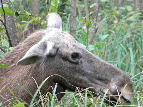 Femelle élan (Alces alces)