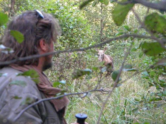 Approche à l'élan (Alces alces)