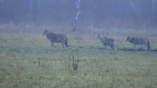 Une meute au petit matin, loups gris (Canis lupus)