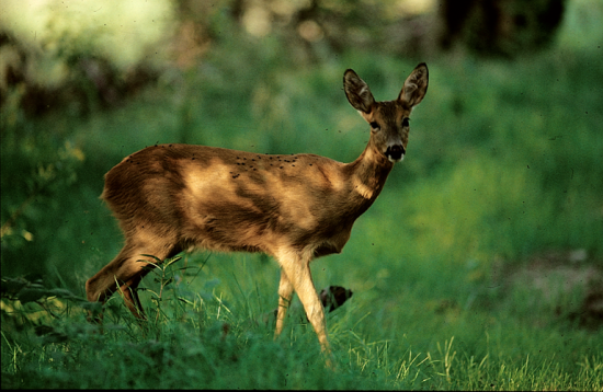 Chevrette (Capreolus capreolus)