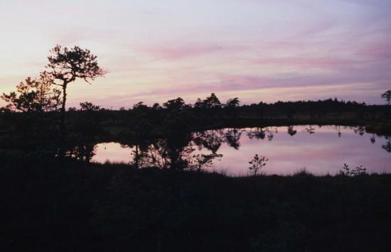 Lac de tourbière Soomaa