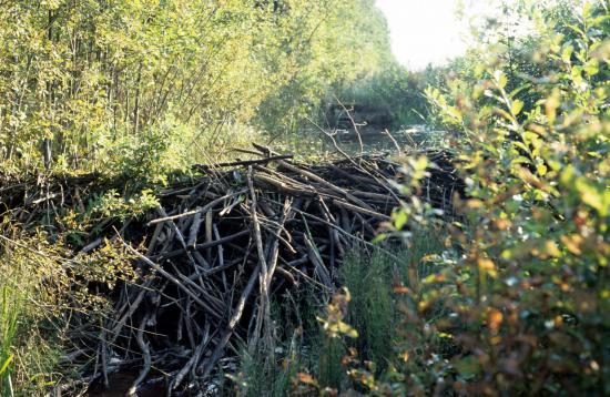 Barrage de castor d'Europe  