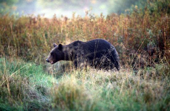 Ours brun (Ursus arctos) à l'approche à pieds 12 mètre de nous