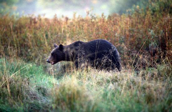 Ours brun (Ursus arctos) à l'approche à pieds 12 mètre de nous