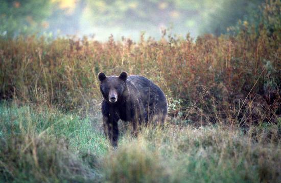 Ours brun (Ursus arctos) à l'approche Soomaa septembre 2005