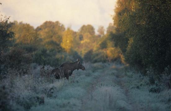 Elan (Alces alces) au petit matin septembre 2005 Soomaa