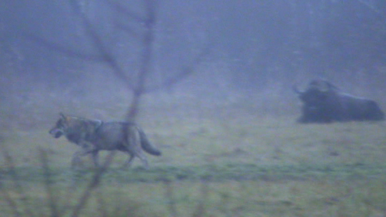 Le loup (Canis lupus) passe, le bison (Bison bonasus) reste de marbre