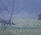 Le loup (Canis lupus) passe, le bison (Bison bonasus) reste de marbre
