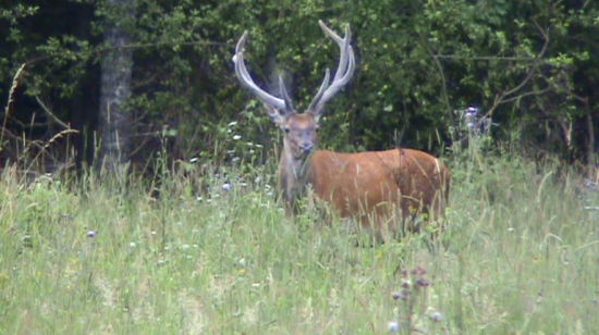 Cerf Elaphe (Cervus elaphus) Pologne Bialowieza  juillet 2009