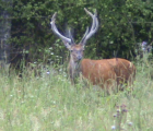 Cerf Elaphe (Cervus elaphus) Pologne Bialowieza  juillet 2009